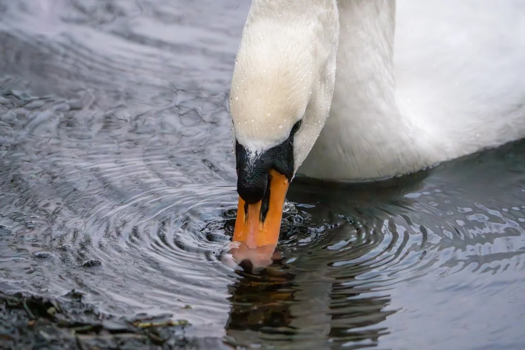 Swan - Brandon 4.jpg