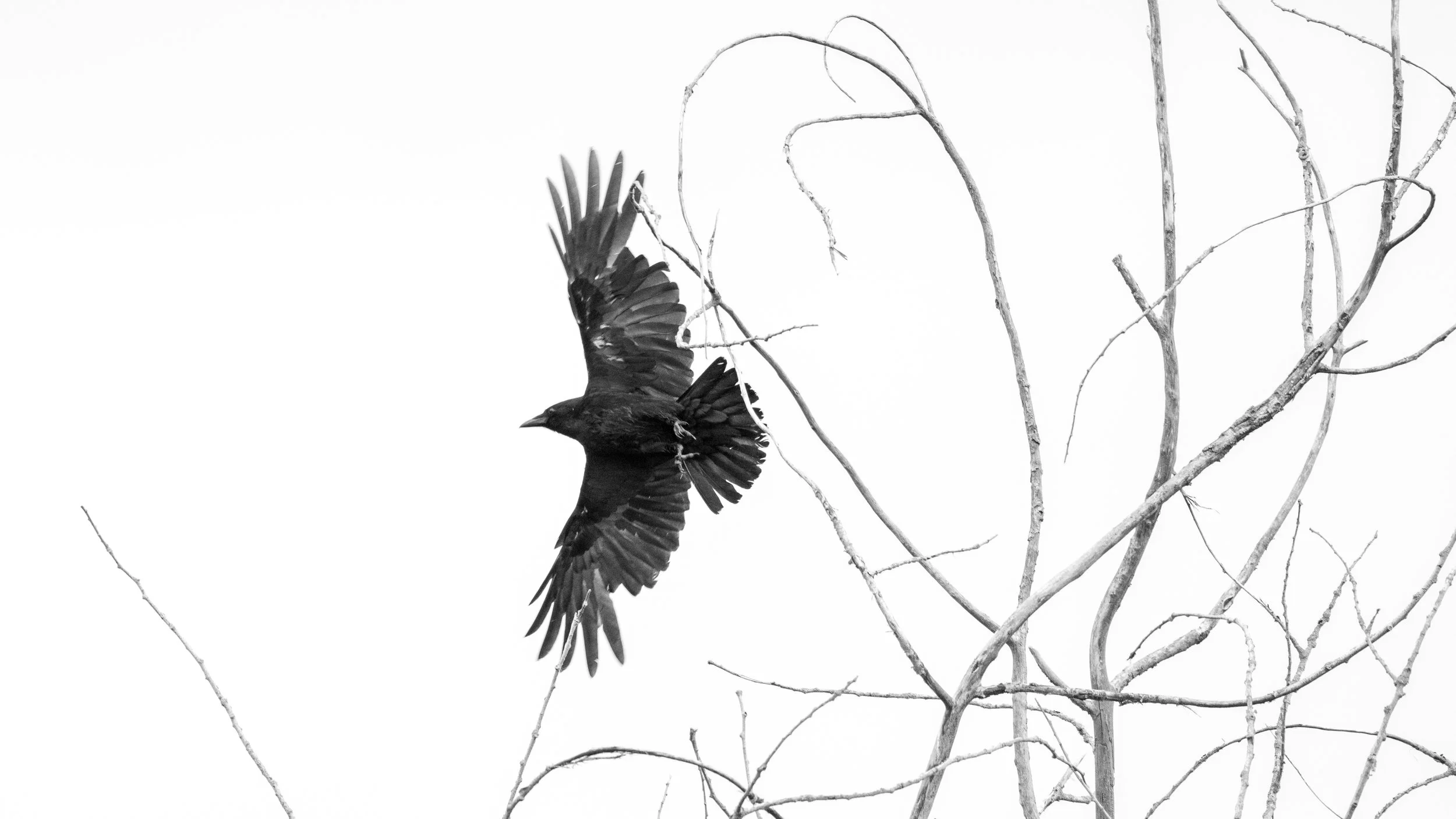 Minimalist Picture of a Crow as it takes off from a tree.