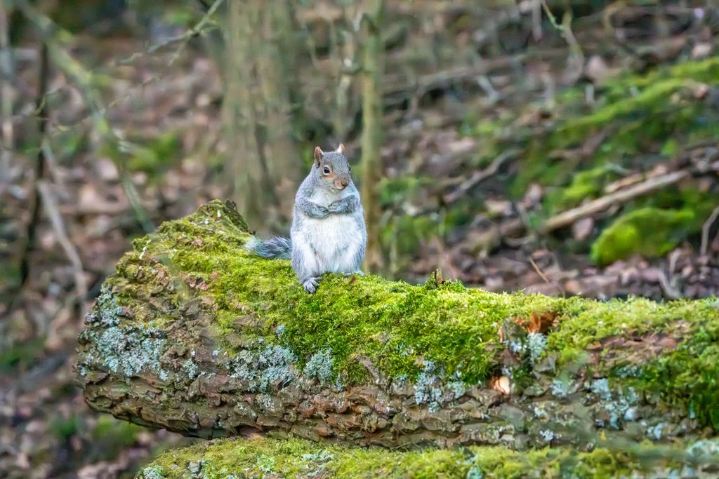 Squirrel Brandon Marsh.jpg