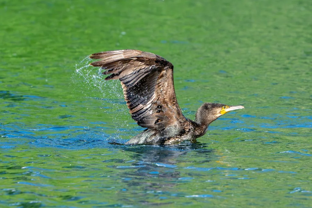 Cormorant 02.jpg