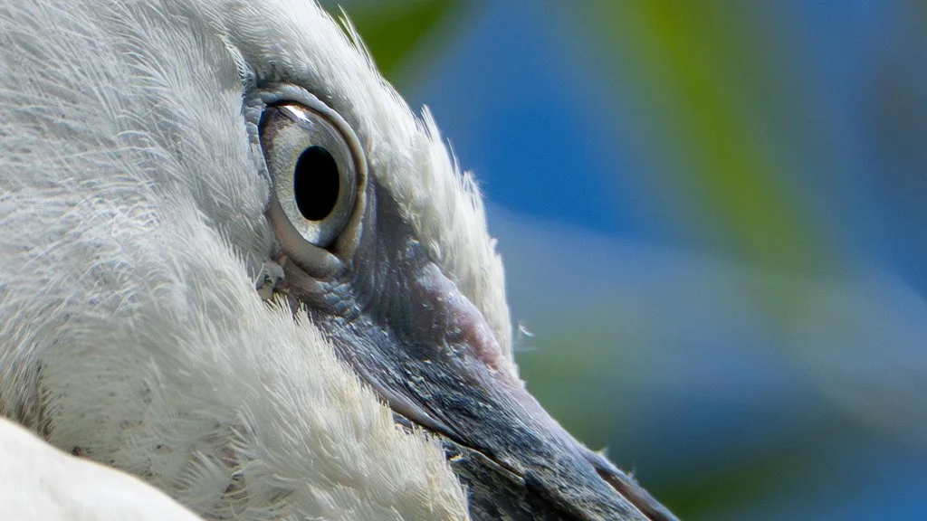 EgretZoomed.jpg