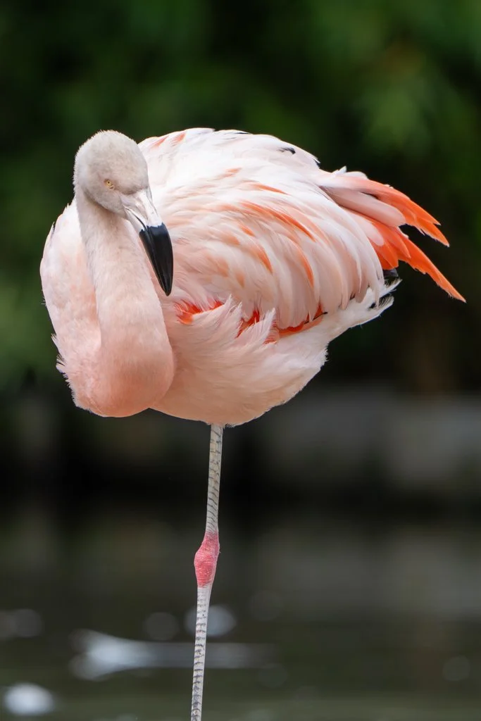 Flamingo3.jpg