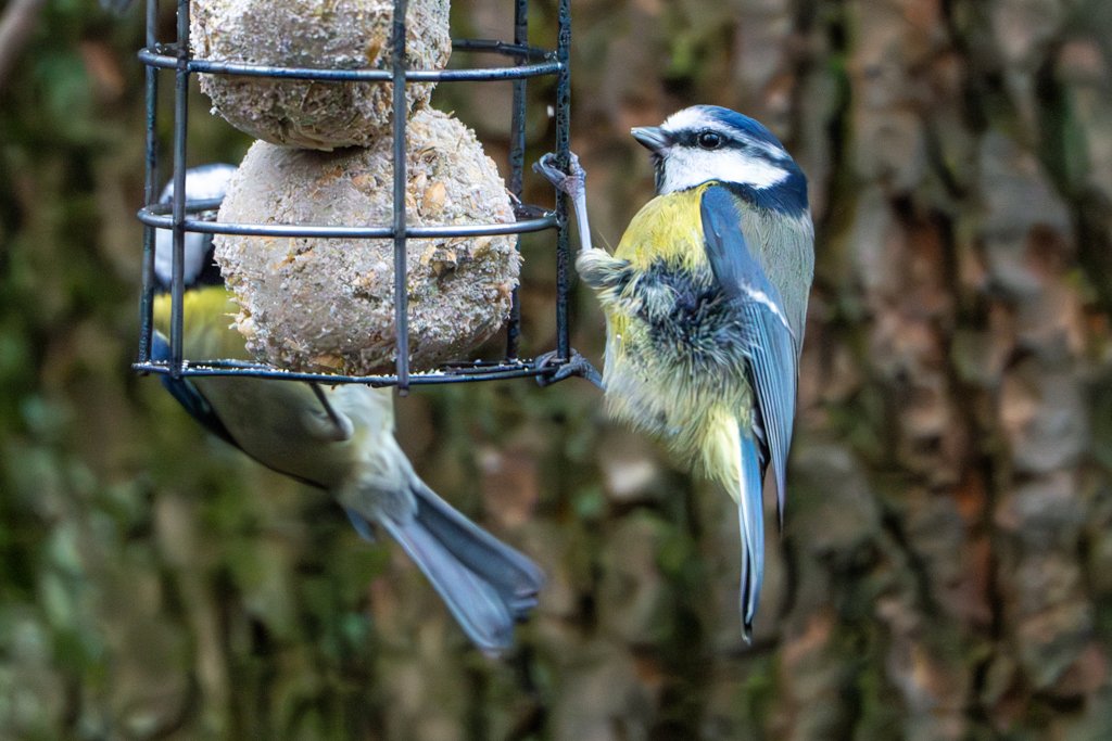 Blue Tit.jpg