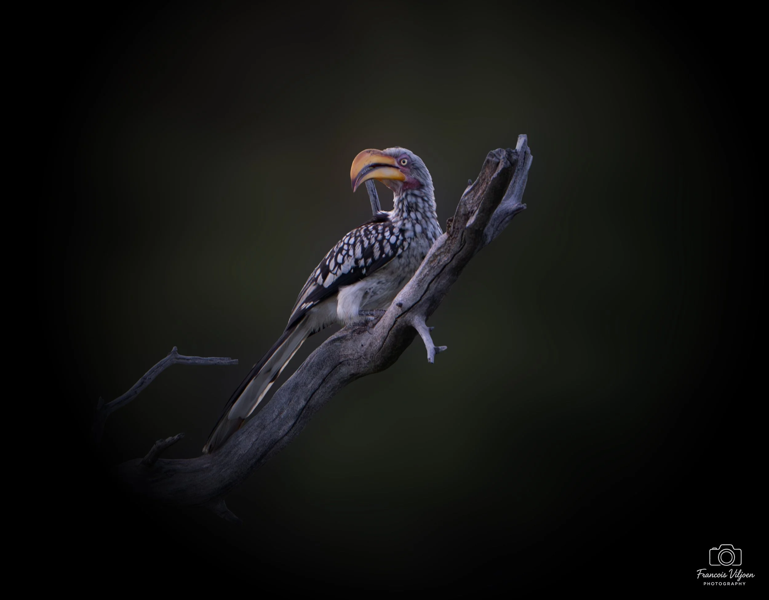 A Yellow Billed hornbill.  Photo taken in the Kruger National Park