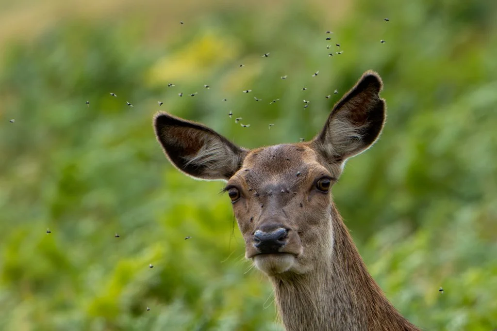DeerFlies02.jpg