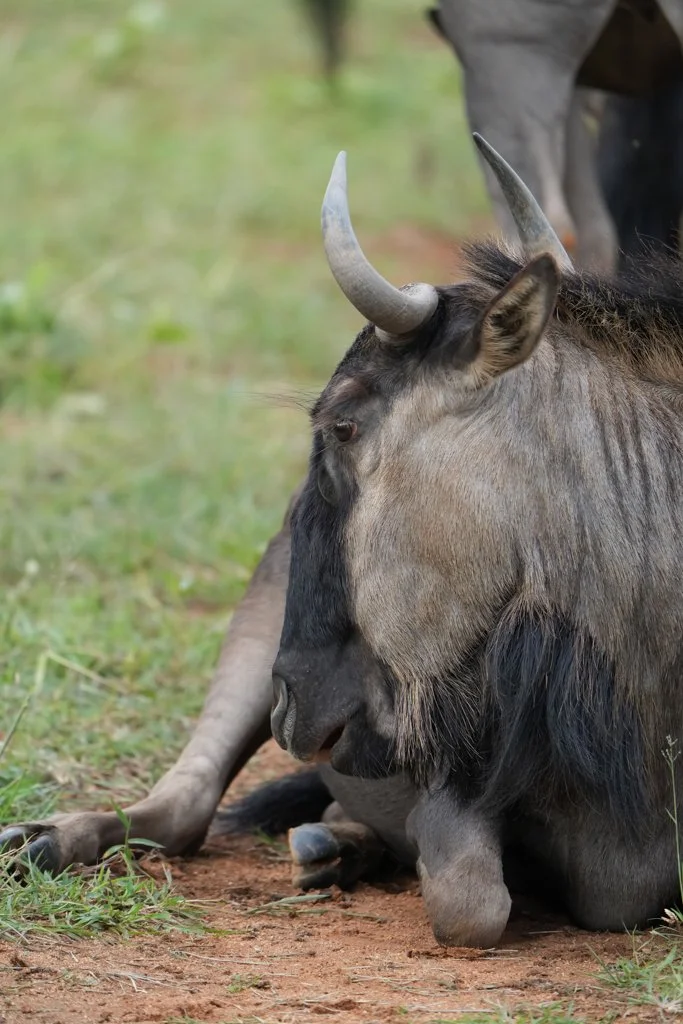 Wildebeest001.jpg