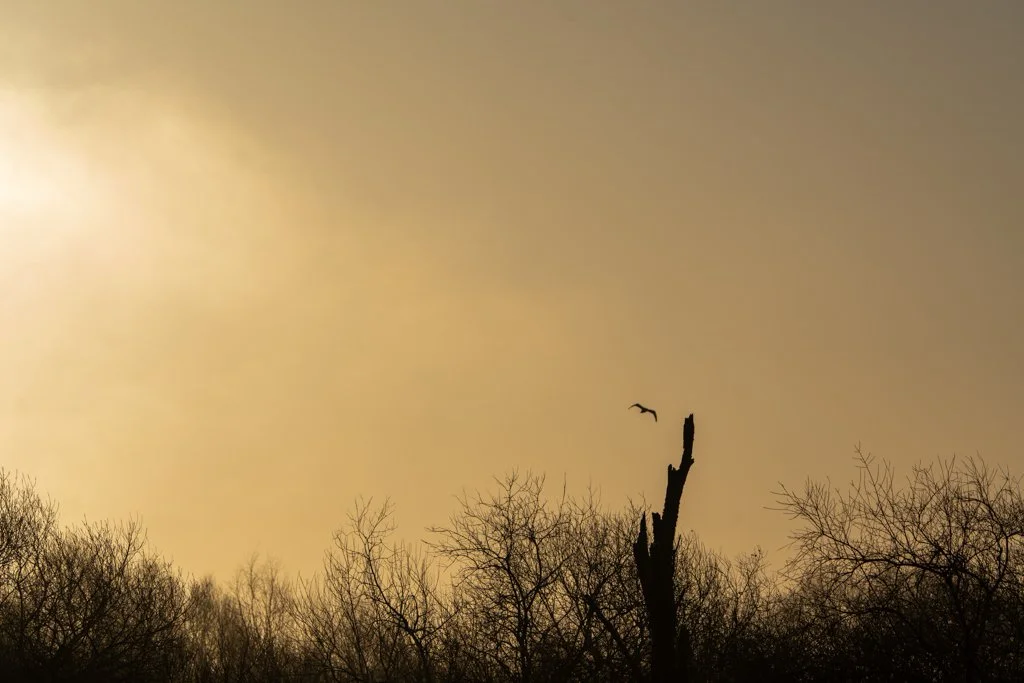 Sunrise - Single Bird.jpg