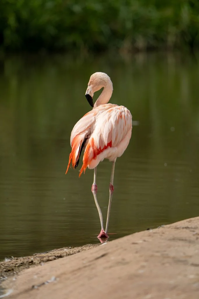 Flamingo4.jpg