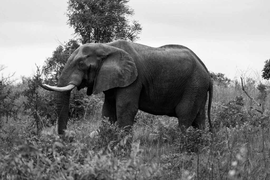 Elephant04.jpg
