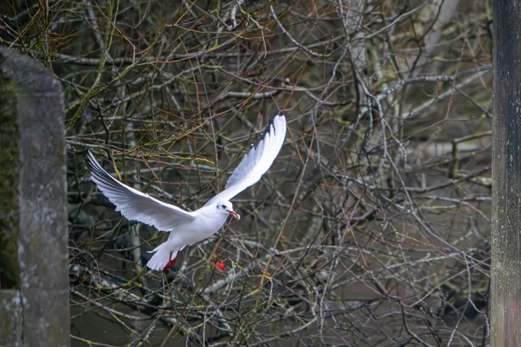 Bird FLight Food.jpg