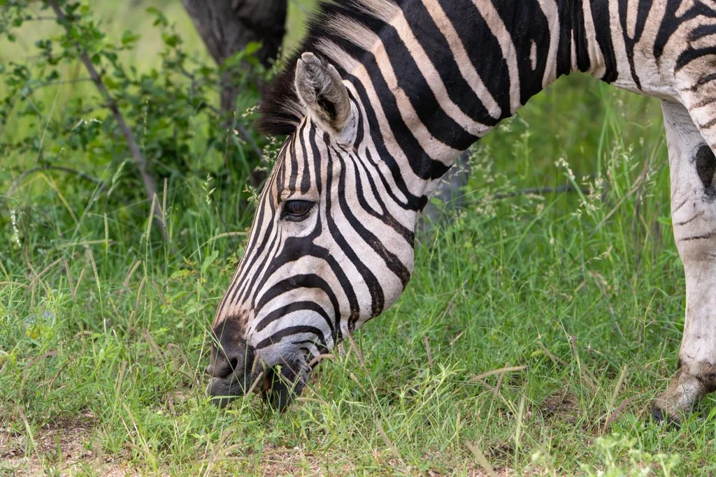 Zebra 01 27 December.jpg