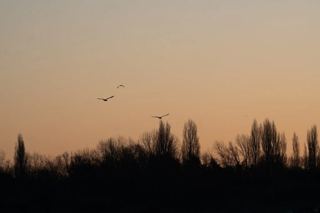 Birds in Sunrise.jpg