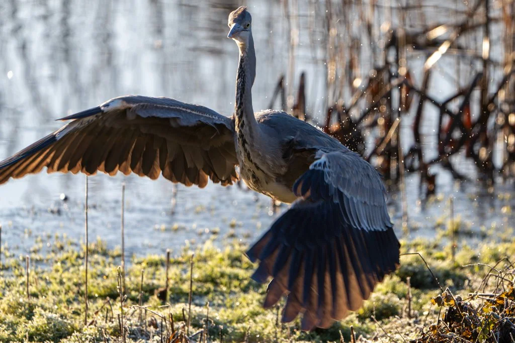 Heron - Frost 2.jpg