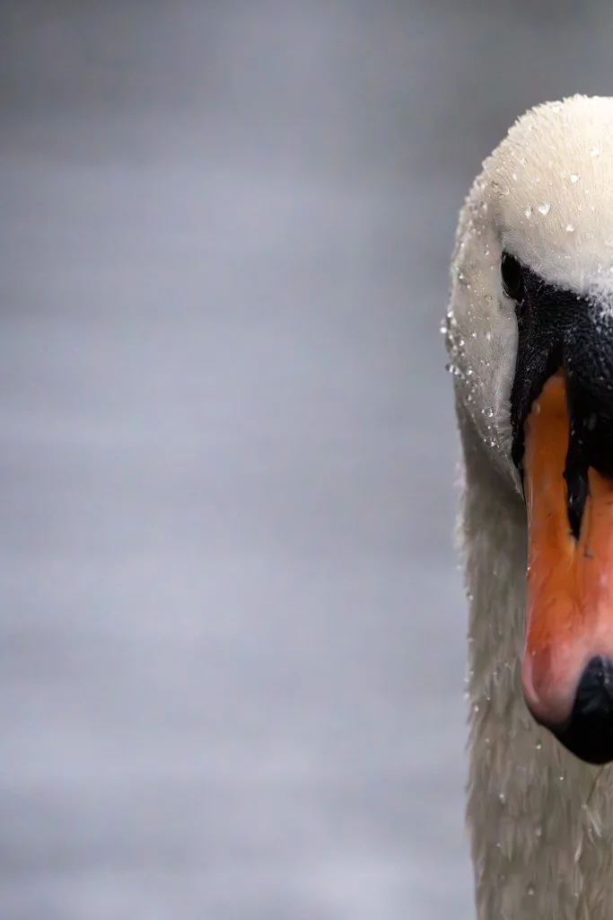 Swan - Brandon 2b.jpg