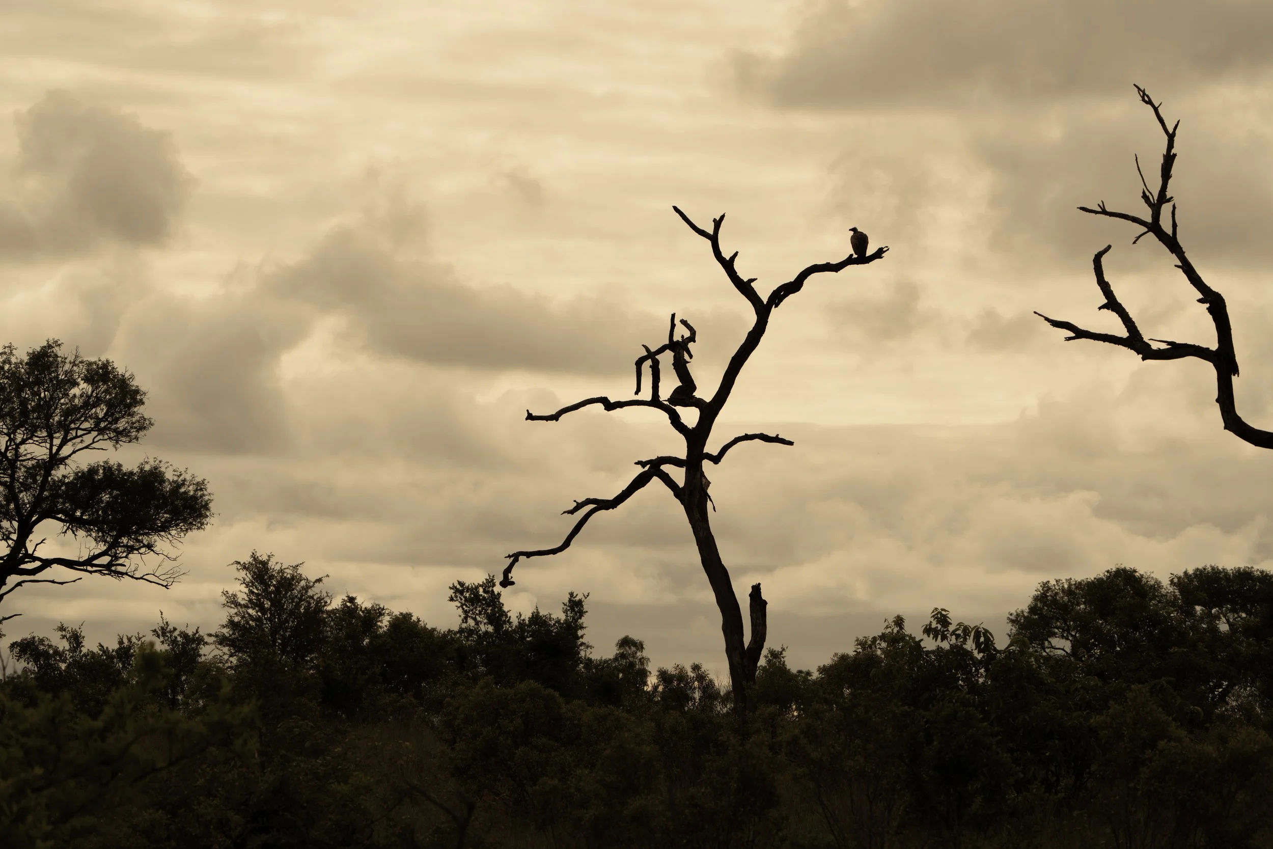 A vulture perched in a dead tree stump - Africa