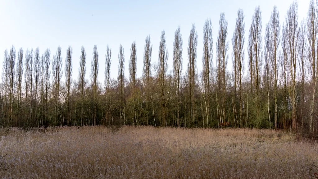 Landscape - Trees.jpg