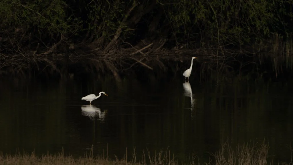 Egrets.jpg