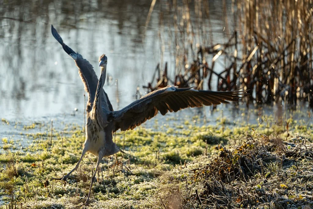 Heron - Frost 4.jpg