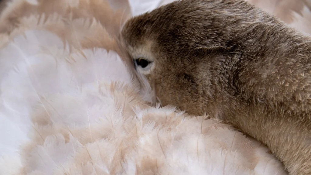 SwanSleeping.jpg