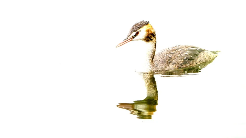 Grebe01.jpg