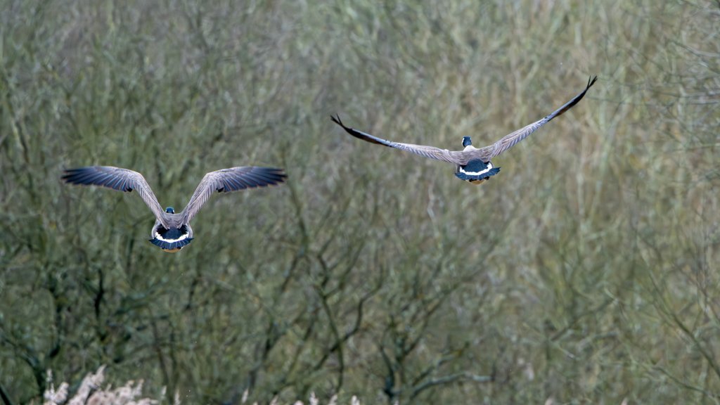 2GeeseInFlight.jpg