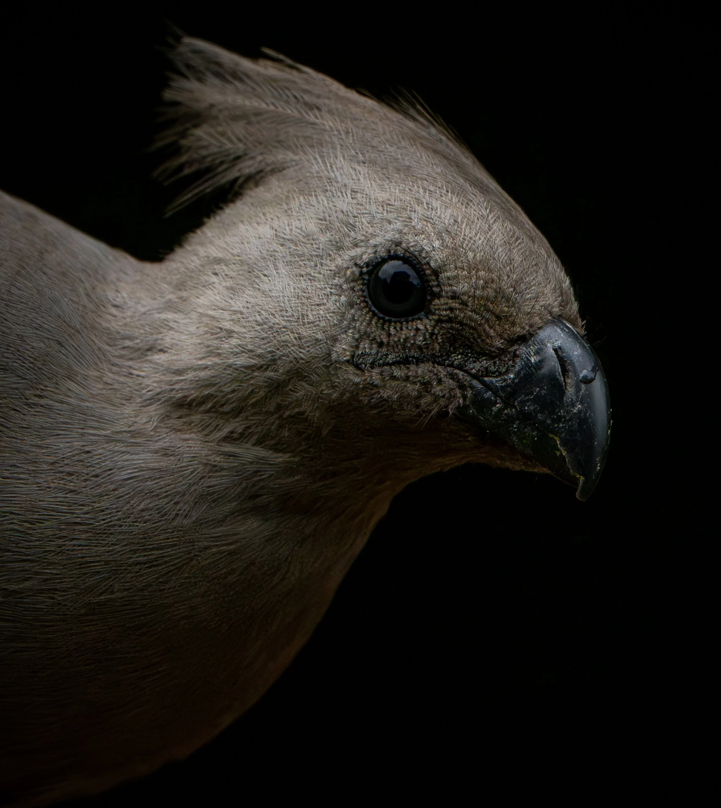 The grey go-away-bird (Crinifer concolor)