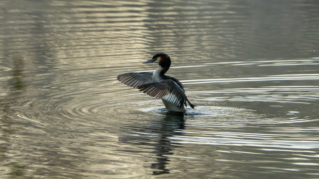 Grebe.jpg