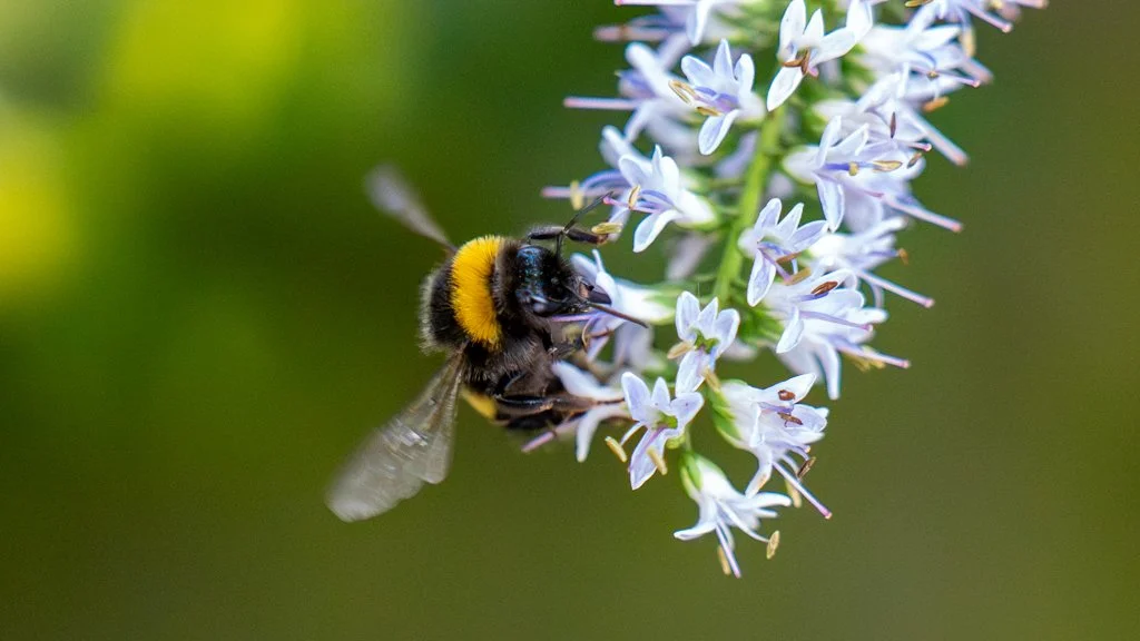 Bee02.jpg