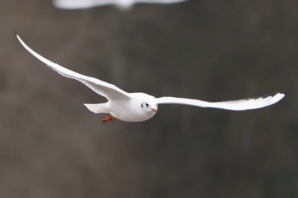 Bird In Flight 2.jpg