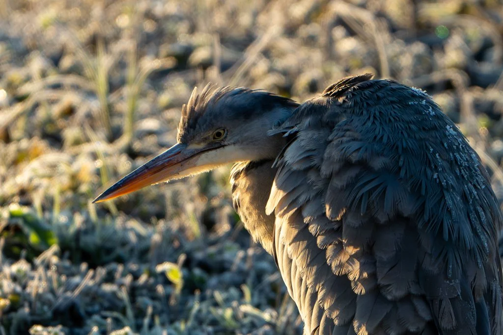 Heron - Close Up.jpg