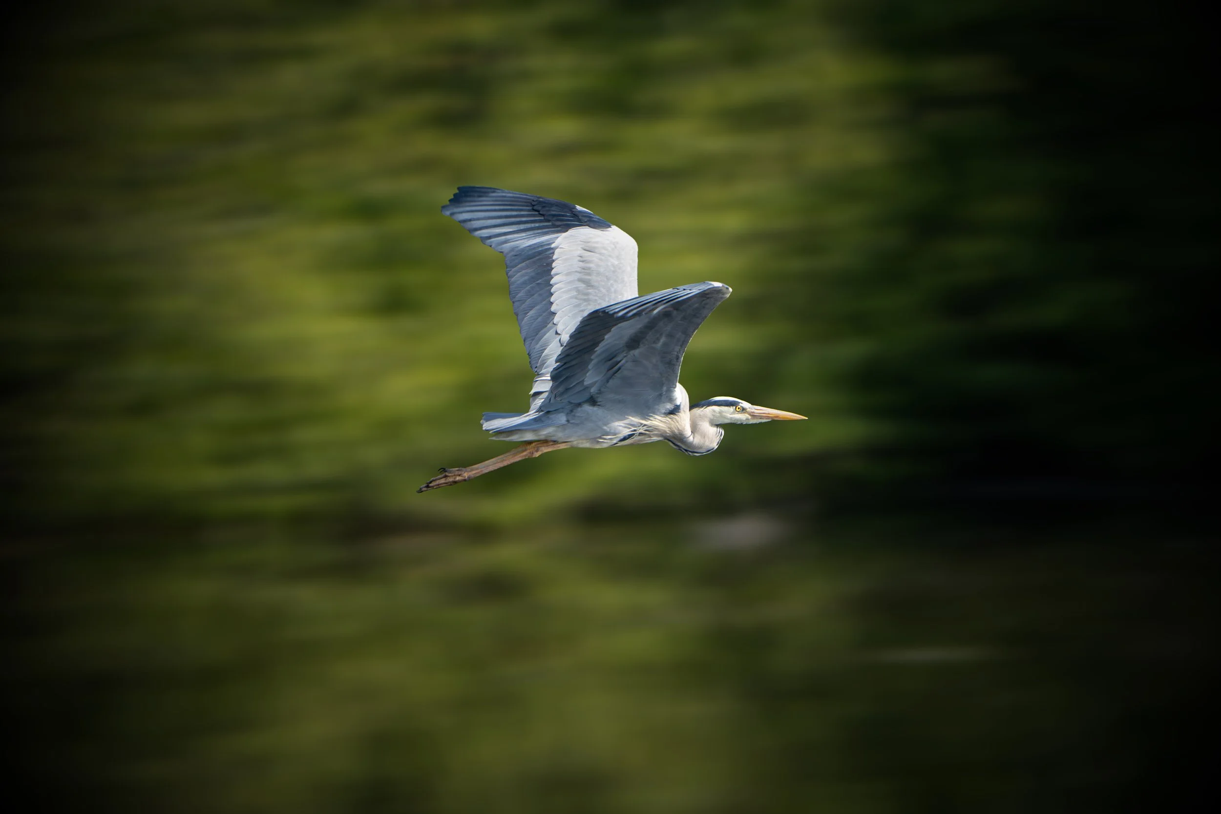 The Majestic Grey Heron - In Flight