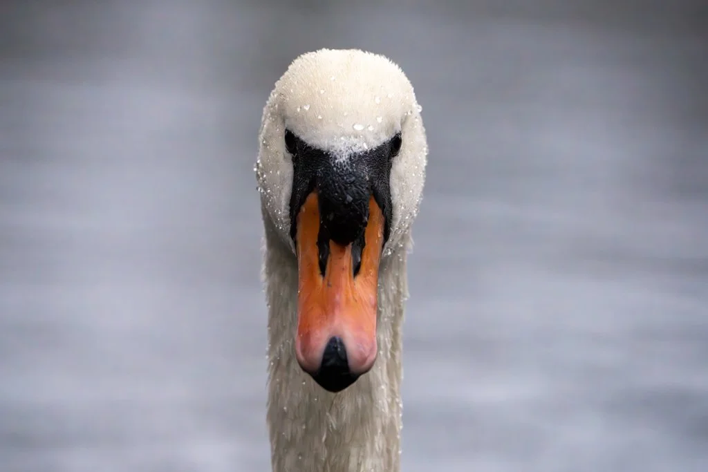 Swan - Brandon 2.jpg