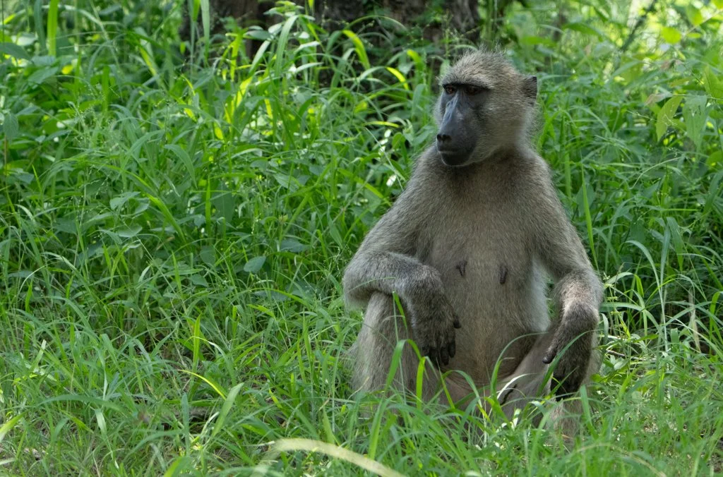 Baboon001.jpg
