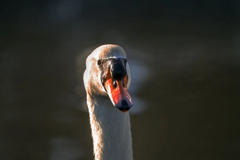 Swan Knowle.jpg