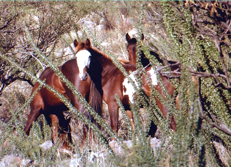 Horses on the ranch prior to rescue