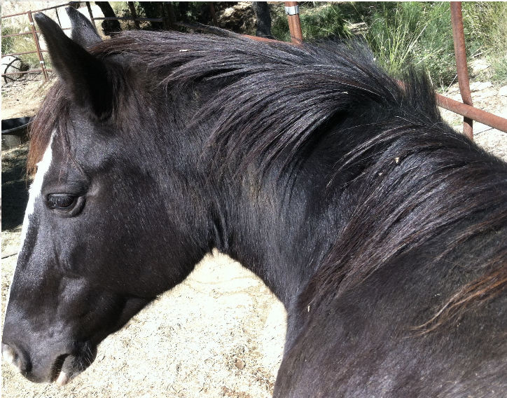 Close-up of a black horse's head and mane, outdoors with fencing and trees in the background.