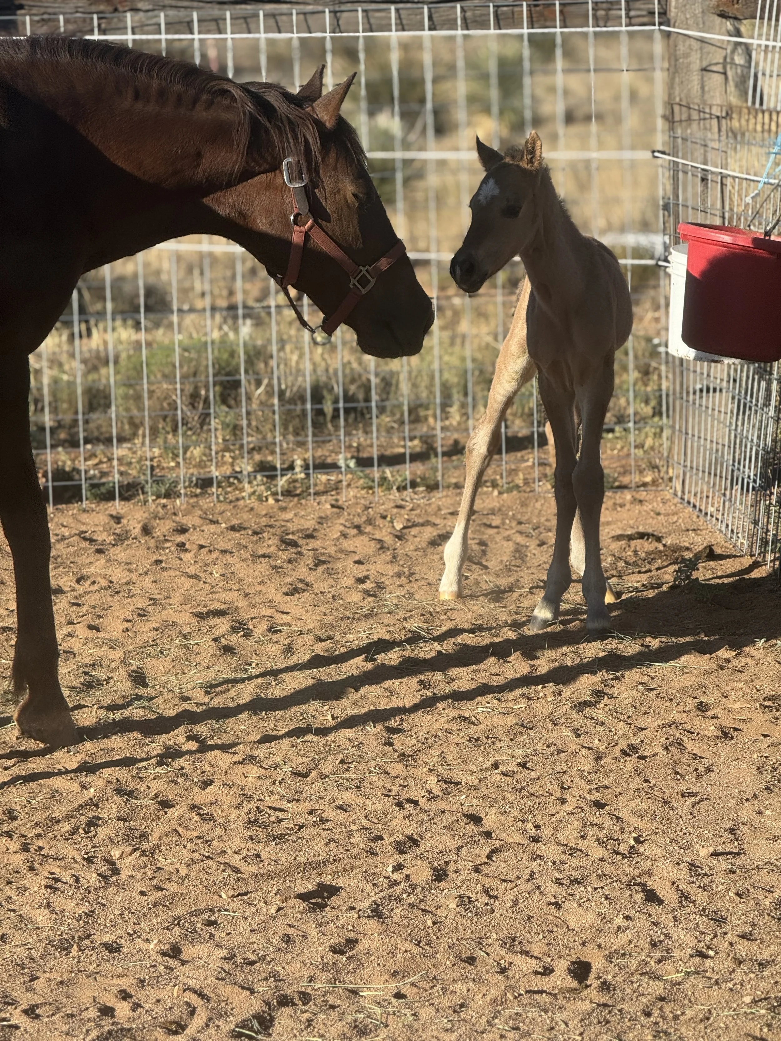 A brown adult horse and a foal standing on dirt inside a fenced enclosure. The adult horse is close to the camera, while the foal is further back. The background shows trees and a metal fence, with sunlight casting shadows.