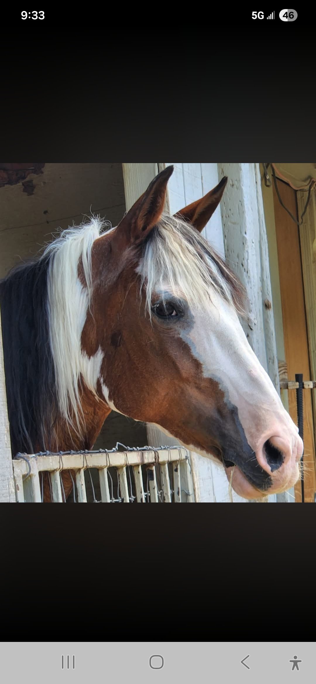 Close-up of a brown and white horse with a white mane, standing behind a white fence in a stable.
