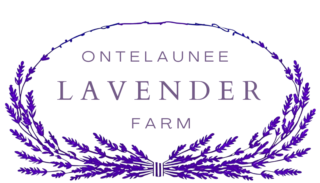 Ontelaunee Lavender Farm