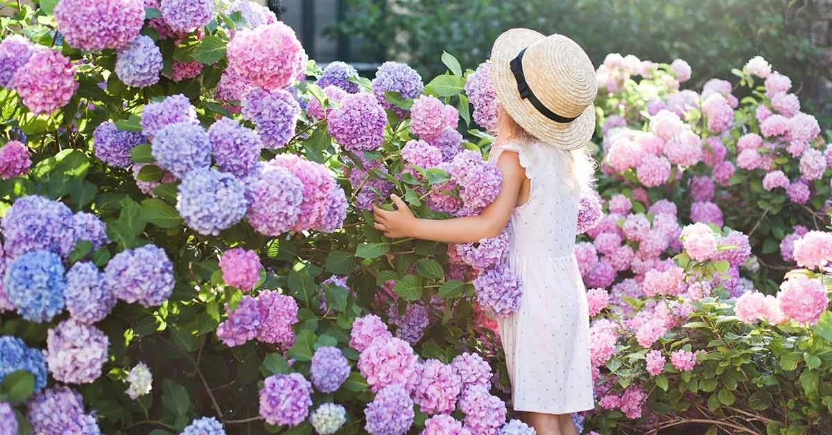A young girl in a white dress and a wide-brimmed straw hat with a black ribbon, surrounded by pink, purple, and blue hydrangea flowers in a garden during daytime.