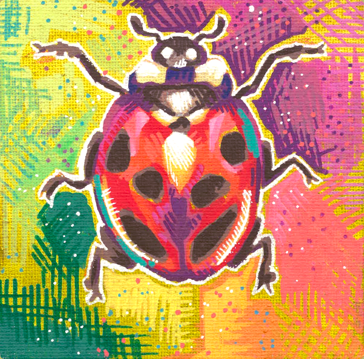 Ladybug (Coccinella septempunctata)