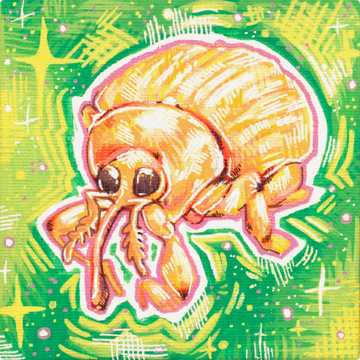 Weevil (Curculionoidea curculionidae)