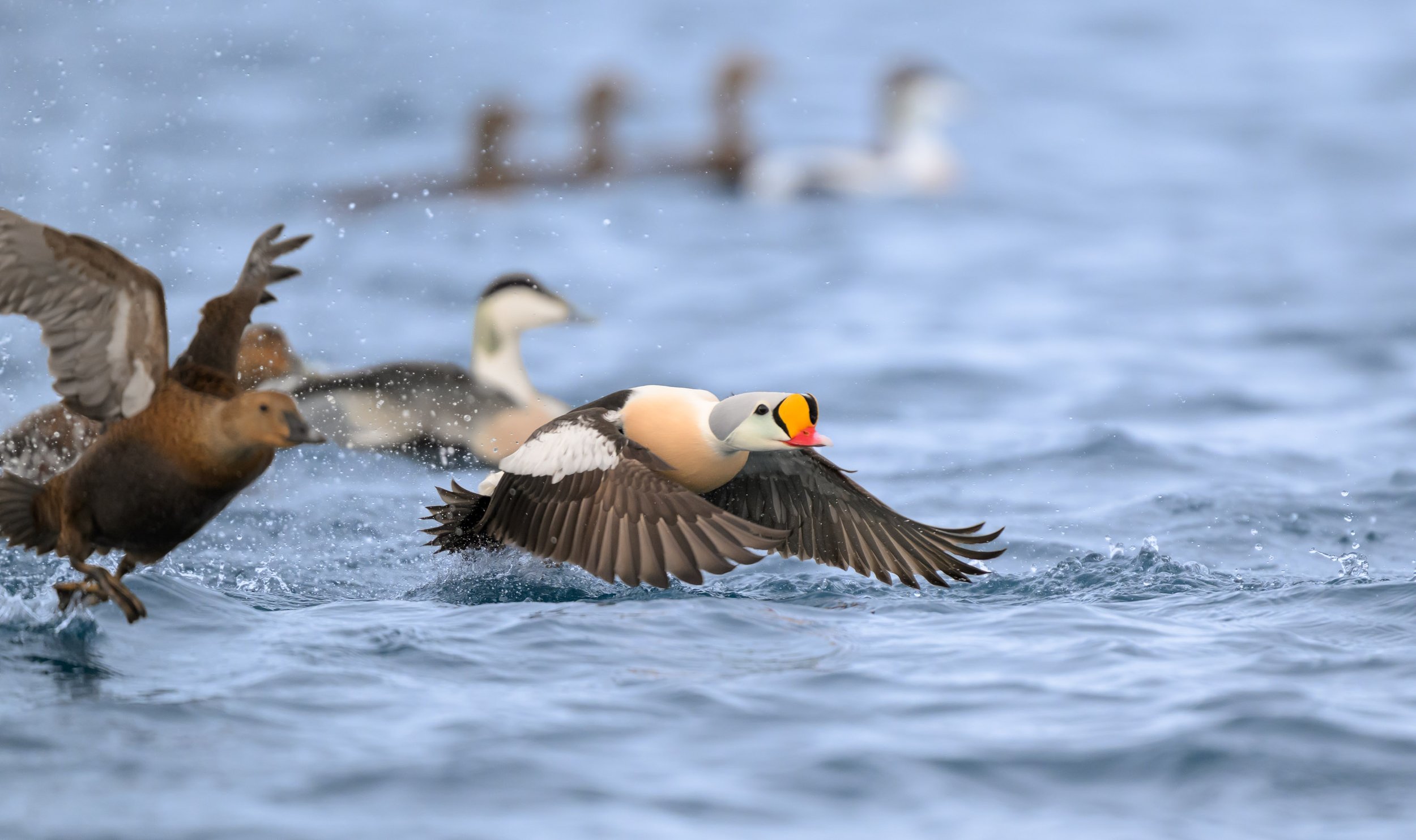 King eider taking flight from Arctic coastal water near Båtsfjord, Norway, its distinctive breeding plumage visible amid the spray of takeoff.
