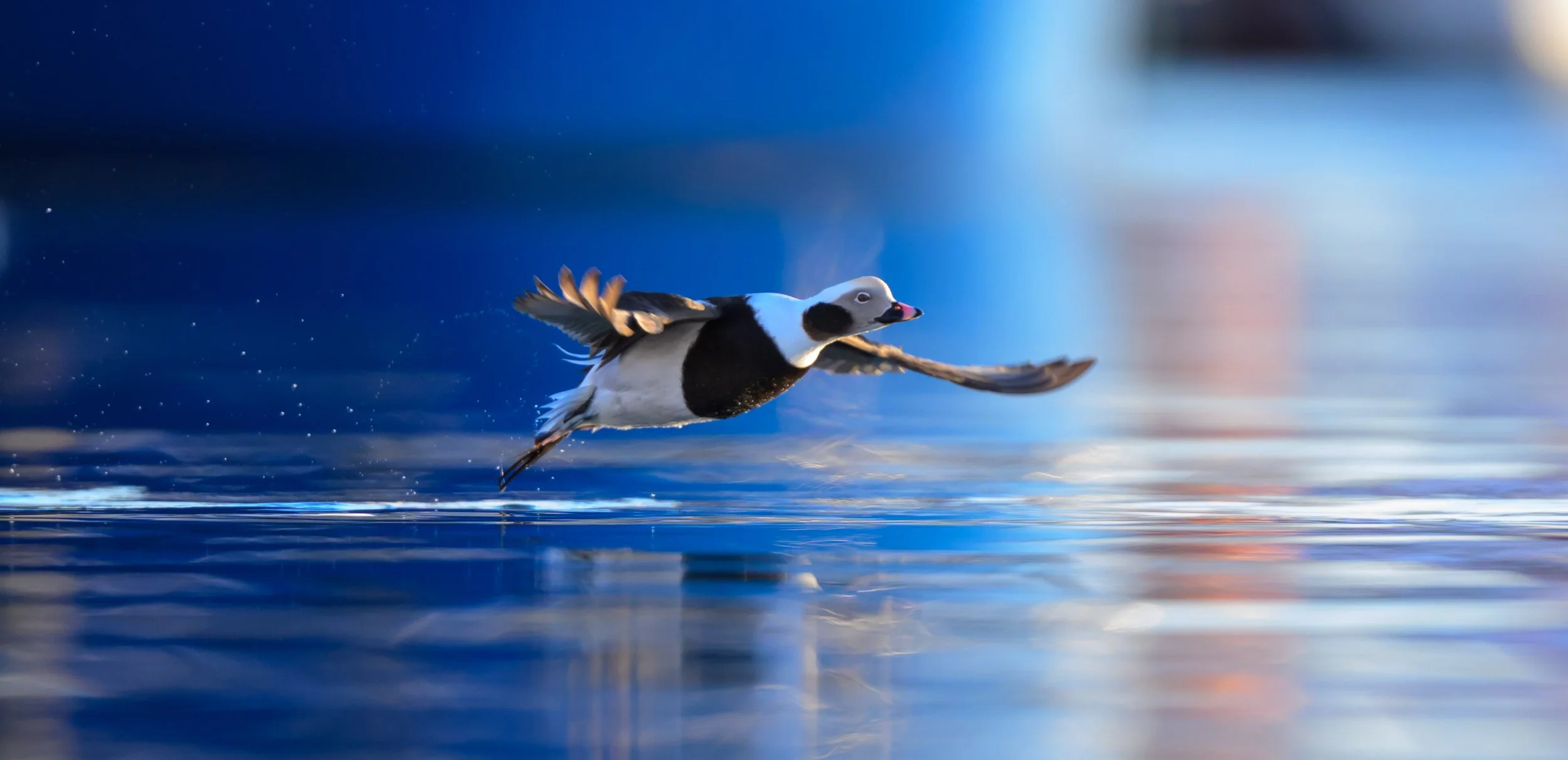 Male long-tailed duck taking flight from Arctic coastal water near Båtsfjord, Norway, with wings spread and water spraying behind him.