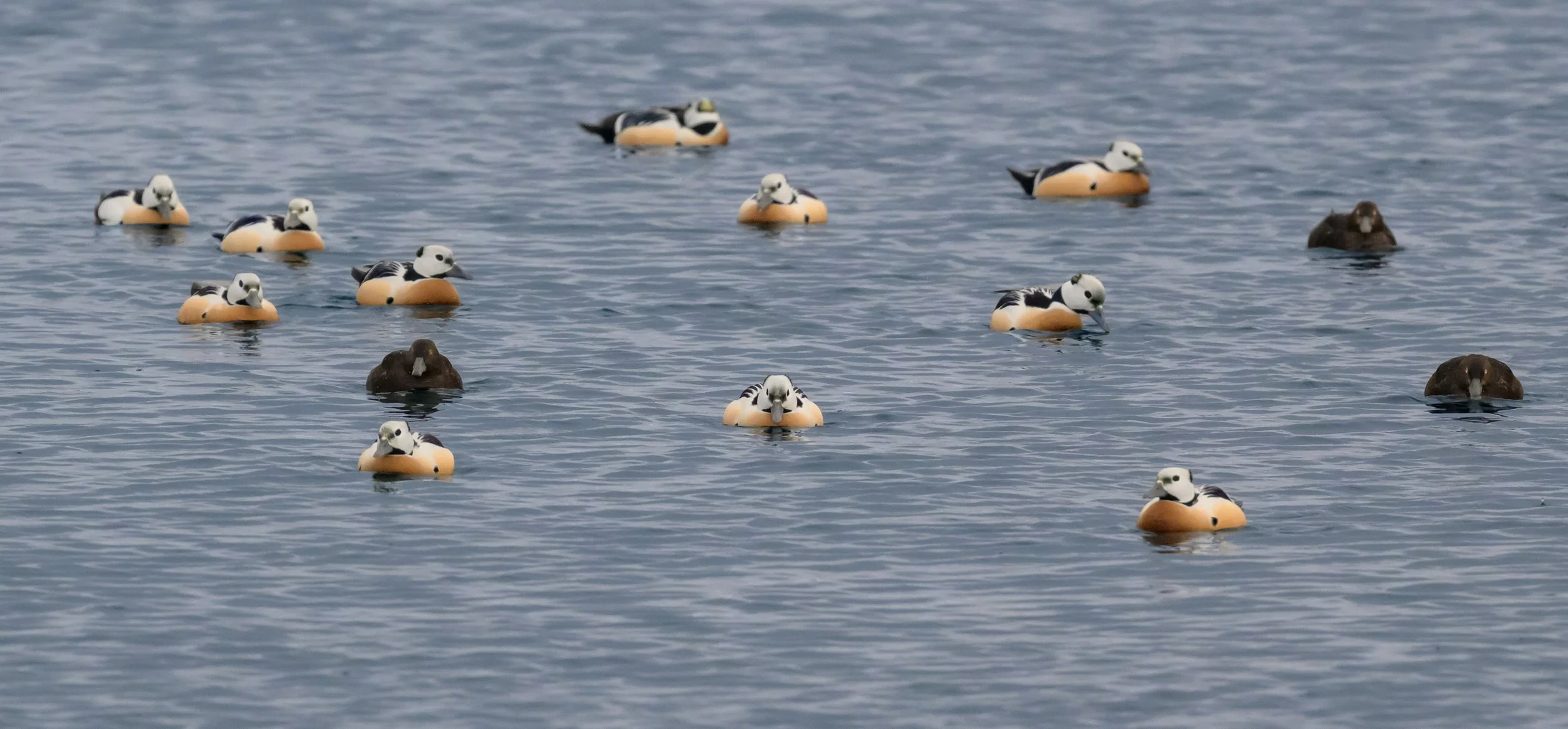 Group of Steller's eiders gathered on coastal water near Vardø in Arctic Norway, showing the striking plumage of this northern sea duck species.