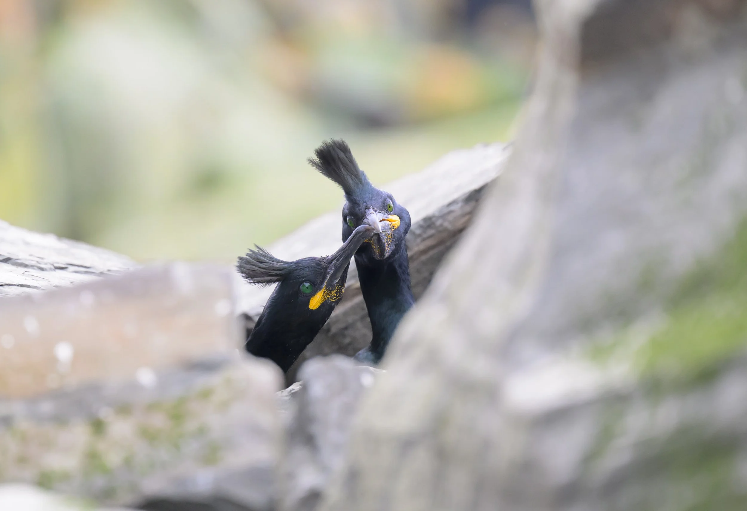European shags interacting at their breeding colony on Hornøya Island near Vardø, Norway, revealing social behavior among nesting Arctic seabirds.
