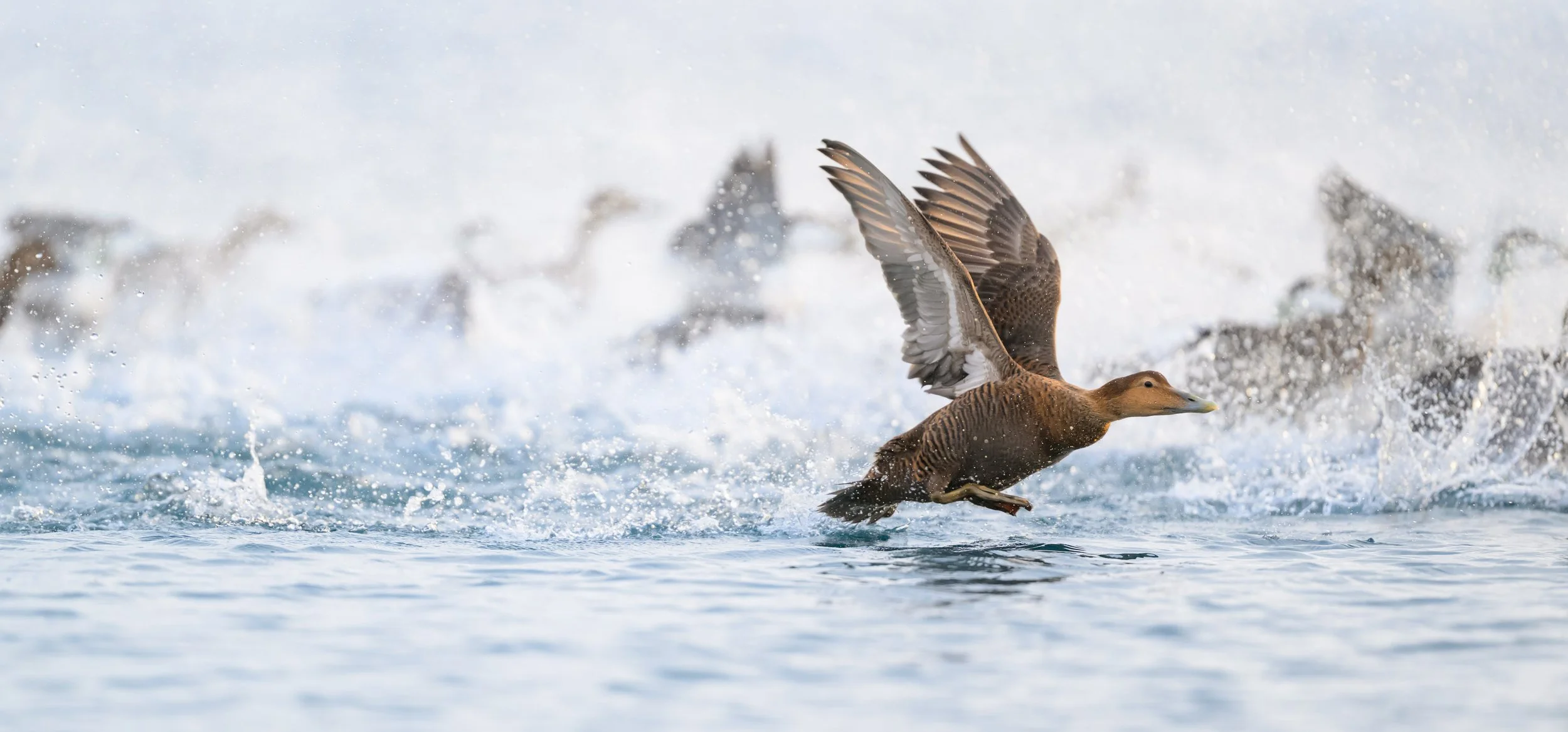Common eider accelerating amid a reft across Arctic coastal water during takeoff near Båtsfjord, Norway, surrounded by spray as the duck gains flight.