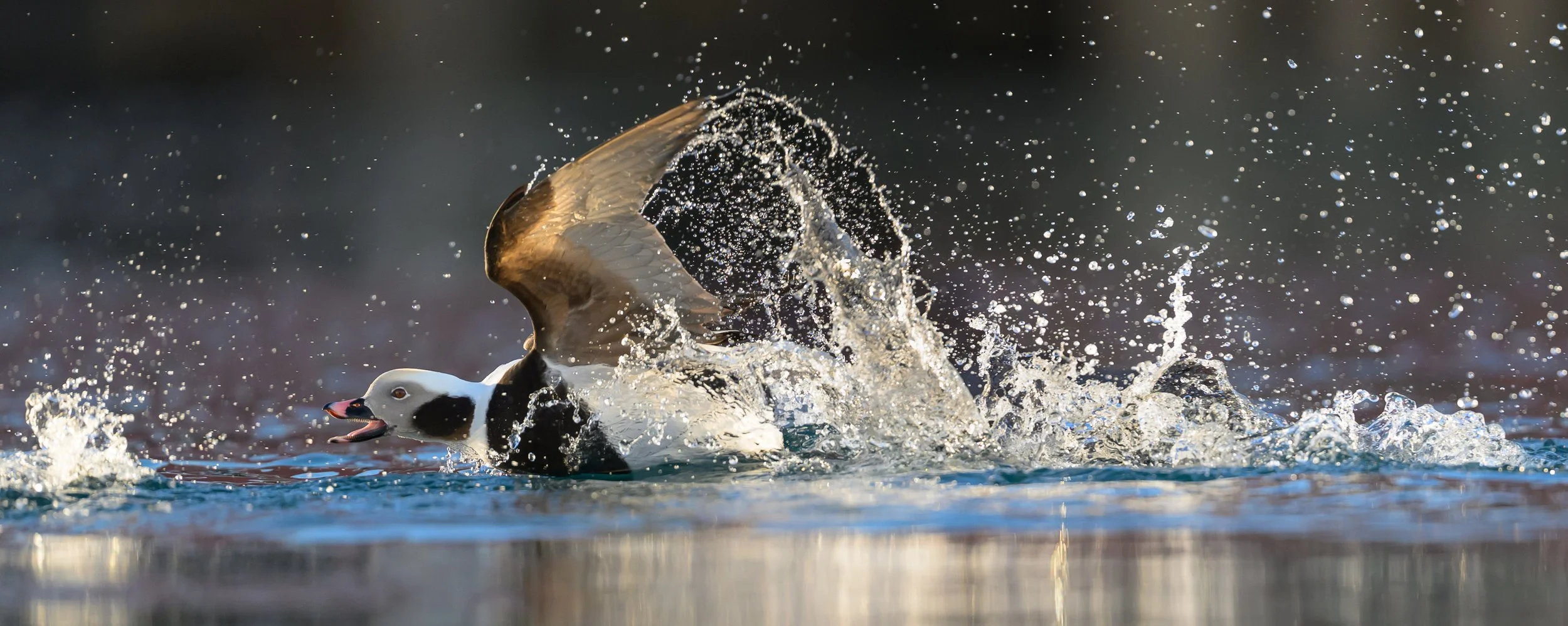 Long-tailed duck racing across calm Arctic water during takeoff near Båtsfjord, Norway, photographed in luminous blue early-morning light.
