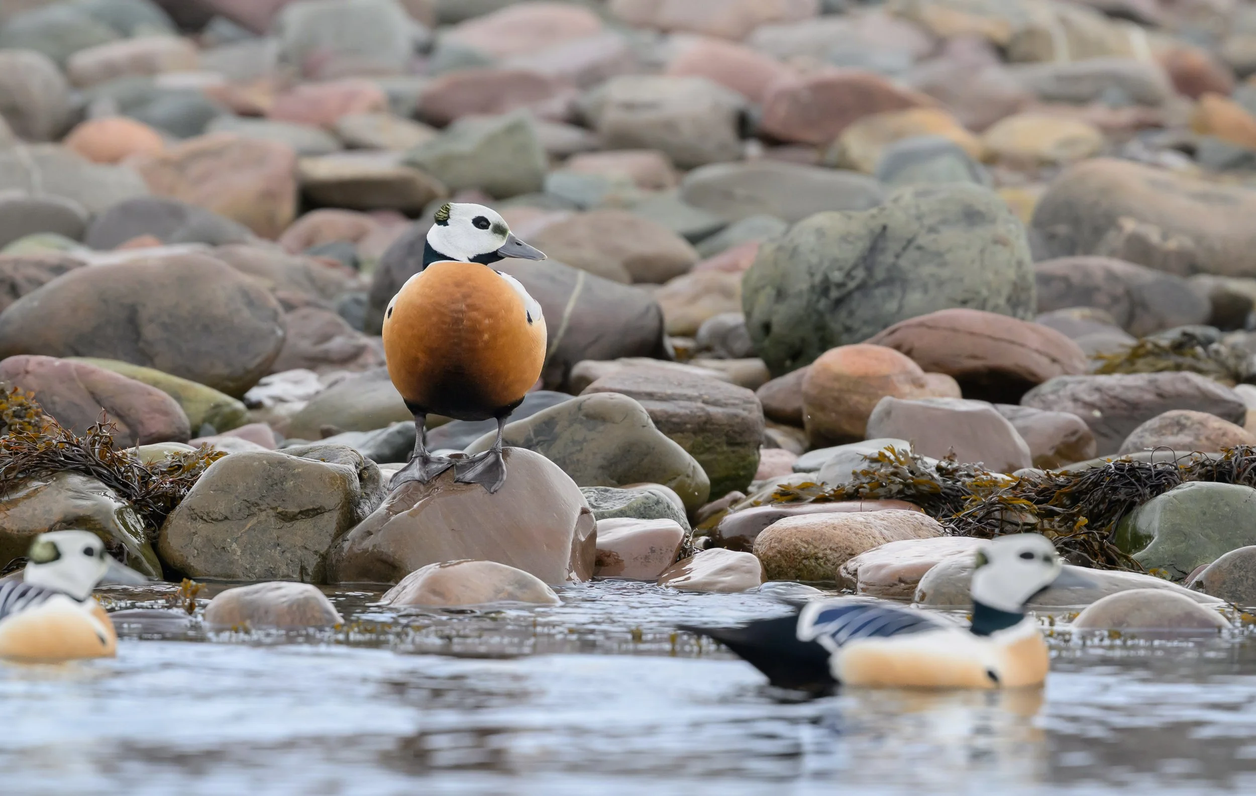Steller's eider near the shoreline at Båtsfjord in Arctic Norway, showing the distinctive head pattern and plumage of this northern sea duck.