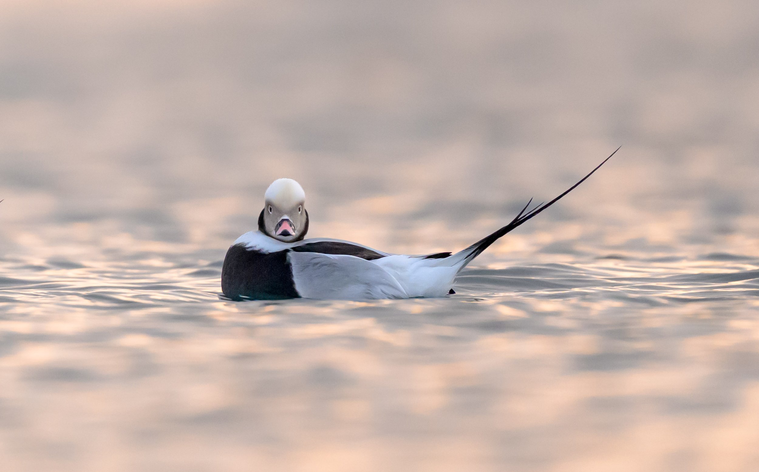 Long-tailed duck swimming across calm Arctic water at sunrise near Båtsfjord, Norway, surrounded by soft early morning light and reflections.
